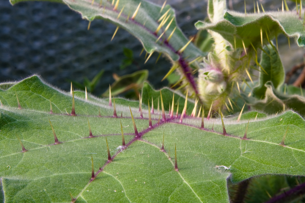 Solanum quitoense